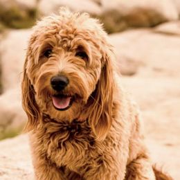 Goldendoodles from Red Canyon Doodles