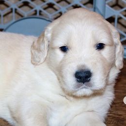 Golden Retrievers from Najmi Goldens