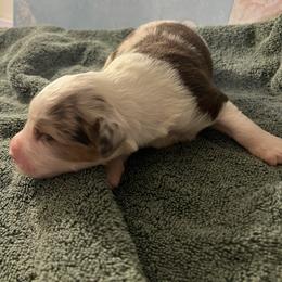 Brioche - Red merle male Australian Shepherd puppy in Bennett, Colorado from Alolan Angel Aussies