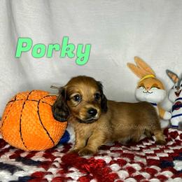 Porky - Red male Dachshund puppy in Monitor, Washington from Shannon Dolly’s Dachshunds