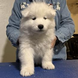 Goldie - White and biscuit male Samoyed puppy in Albuquerque, New Mexico from Wintersong Samoyeds