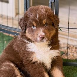 Zander - Red tri-color male Australian Shepherd puppy in Putnam County, New York from Highland Haven Australian Shepherds