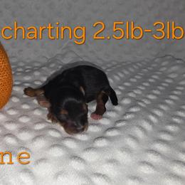 Neptune - Black and gold male Yorkshire Terrier puppy in Lakeland, Florida from You Me & The Yorkies