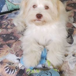 Havanese Puppies from Dean Supreme