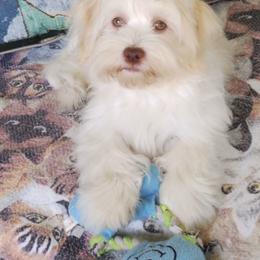 Havanese Puppies from Dean Supreme