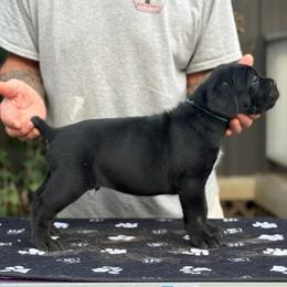 Lt Blue Collar - Black male Cane Corso puppy in Paris, Texas from Knucklehead Cane Corso