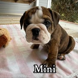 Mini - Brindle female Bulldog puppy in Cleveland, Tennessee from Dowds Bulldogs