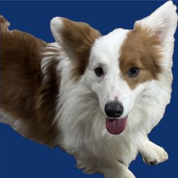 Kayce - Pembroke Welsh Corgi