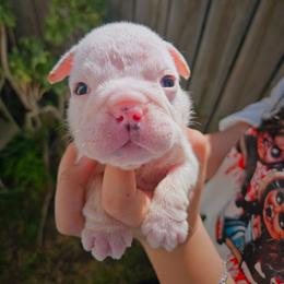 Dice - Blue tri-color male Bulldog puppy in Perris, California from Ohana_626_kennels