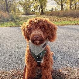 Bernedoodles and Poodles from Plum Valley Pups