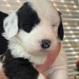 White collar - Black and white female Sheepadoodle puppy in Mesa, Arizona from Desert Sheepies and Doodles