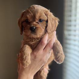 Cavapoo Puppies from Puppylove for Doodles