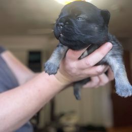 French Bulldog Puppies from Just Us Frenchies