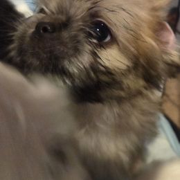 Penny - female Shihpoo puppy in Kernersville, North Carolina from SweetTee's Shih Tzus LLC