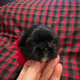 Kringle - Black male Shih Tzu puppy in Burlington, North Carolina from Nancy’s Lil’Shih Tzus