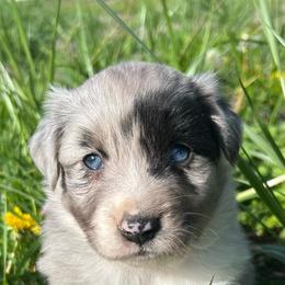 Heidi - Blue merle female Miniature Australian Shepherd puppy in Lebanon, Oregon from Two Pines Mini Aussies