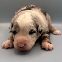 Meghan - Blue merle female Australian Shepherd puppy in New Boston, New Hampshire from Painted Pup Australian Shepherds