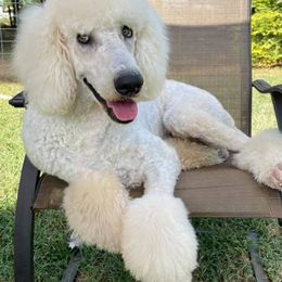 Poodles and Sheepadoodles from Cross Doodles