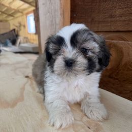 Les - Black and tan male Shih Tzu puppy in Chariton, Iowa from Mia Lucky Home