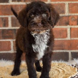 Adventure- potty training started - Chocolate male Australian Labradoodle puppy in Connersville, Indiana from Dessie's Doodles