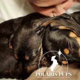 Dachshunds from Polaris Pups