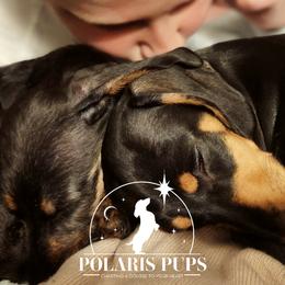 Dachshunds from Polaris Pups