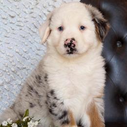 Drake- NOSE WILL FILL IN-Has Videos and Tail - Blue merle male Australian Shepherd puppy in Troy, South Carolina from Lana Corley- Australian Shepherds of 3/W Farms