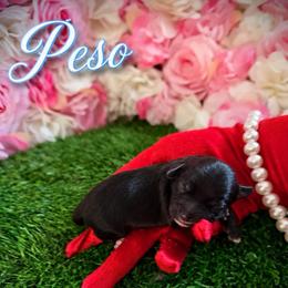 Peso - Chocolate male Yorkipoo puppy in Pennsauken, New Jersey from Noir Luxe Litters of NJ