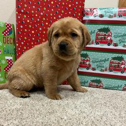 Yellow - Yellow female Labrador Retriever puppy in Iowa City, Iowa from Country Road Acres