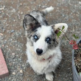 Butterfly - Cardigan Welsh Corgi