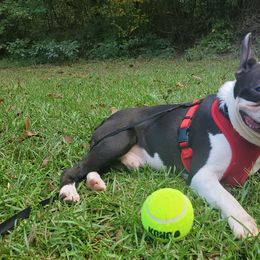Boston Terriers from Kingdom Hills Farm