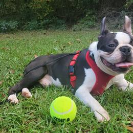 Boston Terriers from Kingdom Hills Farm