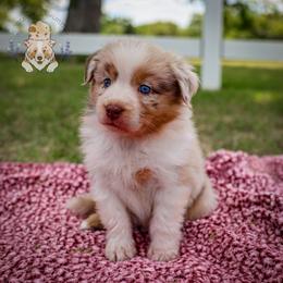 Beignet - Red merle female Australian Shepherd puppy in Buena Vista, Colorado from Wigglebutts Unlimited