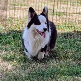 Moses - Pembroke Welsh Corgi