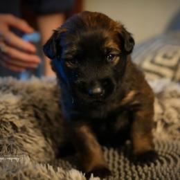Drogo - Fawn male Belgian Malinois puppy in Baltimore, Maryland from Abenteurer German Shepherds & Belgian Malinois