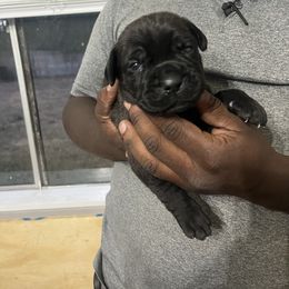 Cane Corso Puppies from Double C Cane Corso Kennel