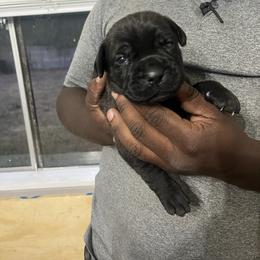 Cane Corso Puppies from Double C Cane Corso Kennel