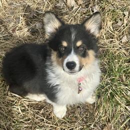 Pink collar Girl Holly - Black and tan female Pembroke Welsh Corgi puppy in Paris, Kentucky from Flat Run Corgis