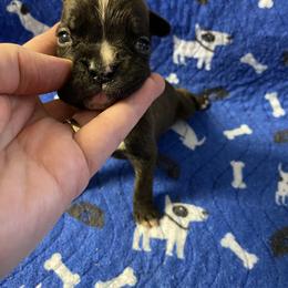 Boy 3 - male Boxer puppy in Custer, South Dakota from Tracy's Boxers