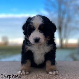 Daphne - Black rust and white Bernese Mountain Dog puppy in New Haven, Indiana from Milan Berners