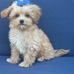 Raine - Apricot female Maltipoo puppy in Lancaster, Kentucky from Dream Paws Puppies, LLC