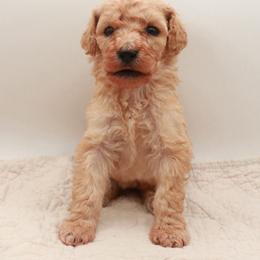 Poodle Puppies from Matlock’s Standard Poodles