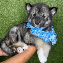 Corn - Agouti and white male Siberian Husky puppy in Folsom, Louisiana from Geaux Fluffy