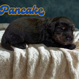 Pancake - Sable male Aussiedoodle puppy in Ellenburg Center, New York from Kristin's Puppies