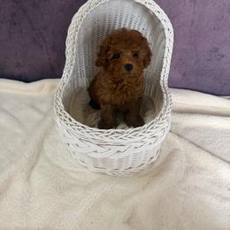 Bingo(AKC) - Red  male Poodle puppy in Moreno Valley, California from Yanni's Poodle