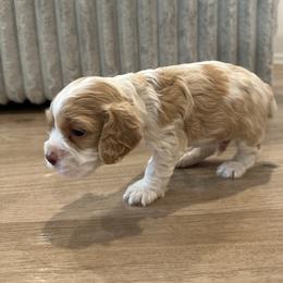 Mickey - Red and white male Cocker Spaniel puppy in Oklahoma City, Oklahoma from BRX Country Cockers LLC