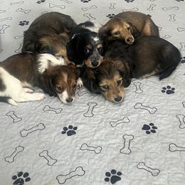 Dachshund Puppies from Jennifer Villazana
