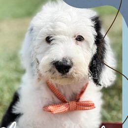 Bernedoodles, Dachshunds, Goldendoodles, and Sheepadoodles from Doodles & Doxies