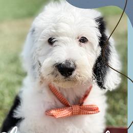 Bernedoodles, Dachshunds, Goldendoodles, and Sheepadoodles from Doodles & Doxies
