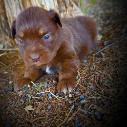Penny - Red tri female Miniature Australian Shepherd puppy in Idalou, Texas from Lonesome Pine Mini Aussies